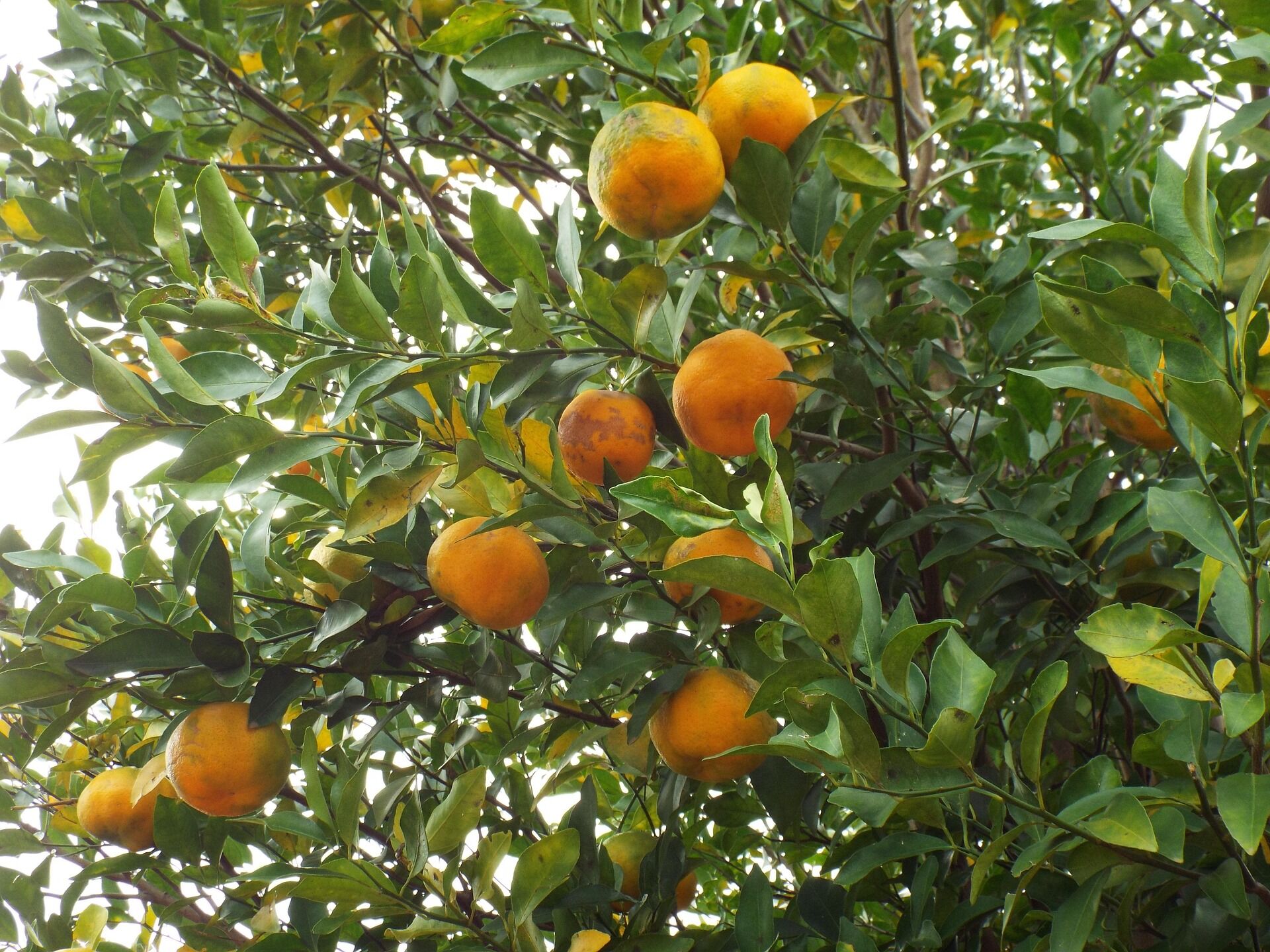 fruit-355096_1920 fruit-355096_1920